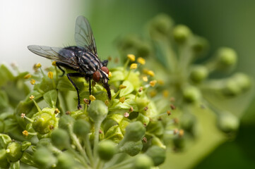 Macro shot of a fly (Calliphoridae) perched on the flowers of an ivy.