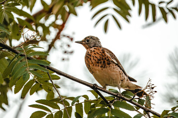 A young fieldfare sits on the branch of Sorbus tree and looks for berries. Close-up portrait of a young fieldfare. 