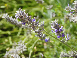 Flores de lavanda