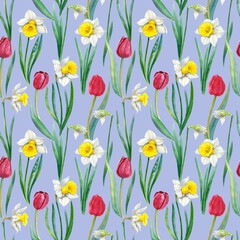 Watercolour tulips and daffodils spring flowers illustration seamless pattern. On blue background. Hand-painted. Floral elements, leaves.