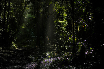 Fototapeta premium Rainforest in Siquirres, Guápiles, Costa Rica.