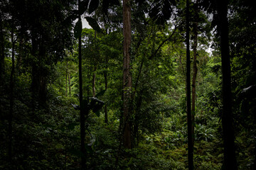 Rainforest in Siquirres, Guápiles, Costa Rica.