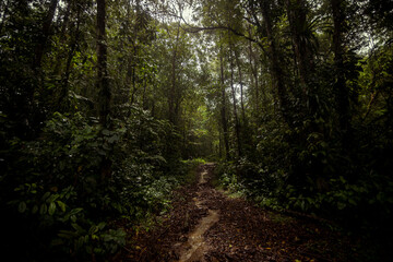 Fototapeta premium Rainforest in Siquirres, Guápiles, Costa Rica.