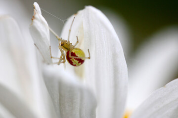 Candy Stripe Spider 02