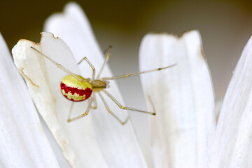 Candy Stripe Spider Closeup 01