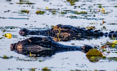 crocodile in the water