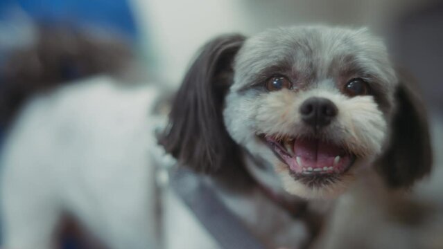 Close up of a shih tzu dog at the vet appointment. Slow motion. 