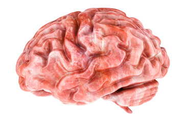 Human Brain, side view. 3D rendering isolated on transparent background