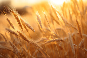 Closeup of grain at sunset