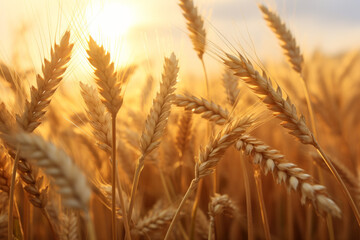 Obraz premium Closeup of grain at sunset