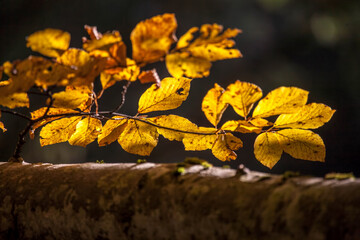 Colorful leaves in autumn, october. Colorful leaves in forest. © photokrle