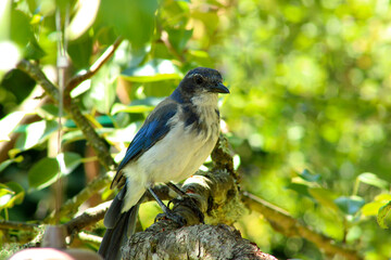 Obraz premium Scrub Jay Pear Tree 03