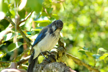 Scrub Jay Pear Tree 07