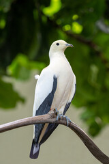 Pied Imperial Pigeon (Ducula bicolor), adult, sitting on a branch.