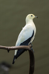 Pied Imperial Pigeon (Ducula bicolor), adult, sitting on a branch.