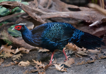 Edwards‘s pheasant (Lophura edwardsi).