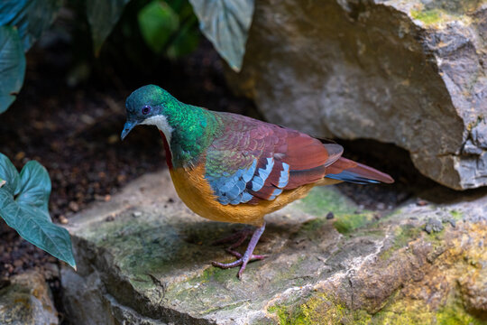 Bartlett&lsquo;s bleeding-heart on a stone