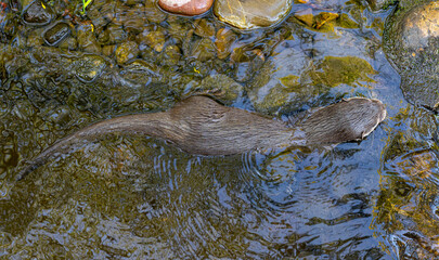 Asian small-clawed otter (Amblonyx cinerea or Aonyx cinereus).