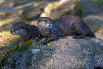 Asian small-clawed otter (Amblonyx cinerea or Aonyx cinereus).