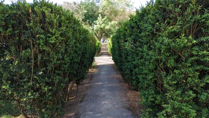 Fototapeta na wymiar A path and a tall hedge of trimmed boxwood shrubs