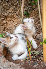 cute cats in marrakesh morocco black and white 