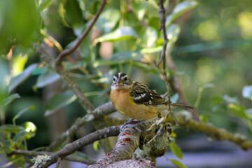Grosbeak in Pear Tree 02