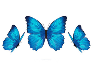 set of butterfly