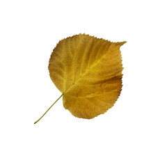 Bright yellow linden leaf, cutout object, isolated element for decor, design ideas, seasonal fall colorful mood, soft focus and clipping path