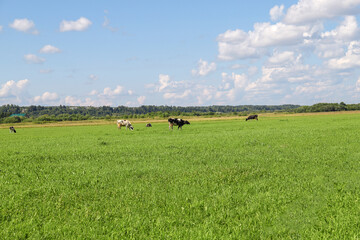 cows graze on a green meadow on a clear sunny summer day