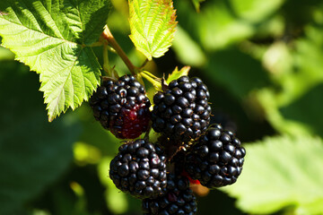 Berry background. Close up of ripe blackberry. Ripe and unripe blackberries on the bush with. Selective focus.