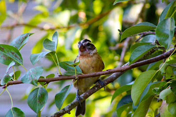 Pear Leaf Grosbeak 02