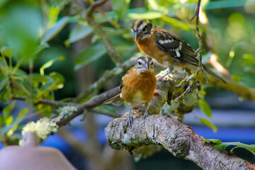 Black-headed Grosbeak Pair 03