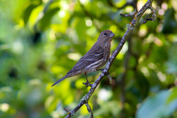 House Finch 04