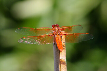 Dragonfly Orange 04