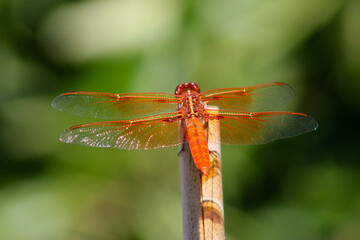 Dragonfly Orange 05