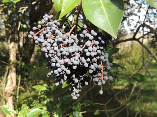 berries on a branch