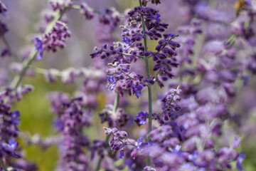 Salvia yangii, previously known as Perovskia atriplicifolia, and commonly called Russian sage, is a flowering herbaceous perennial plant and subshrub. 