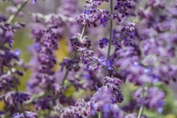 Salvia yangii, previously known as Perovskia atriplicifolia, and commonly called Russian sage, is a flowering herbaceous perennial plant and subshrub. 