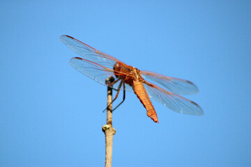 Dragonfly Blue Sky 03