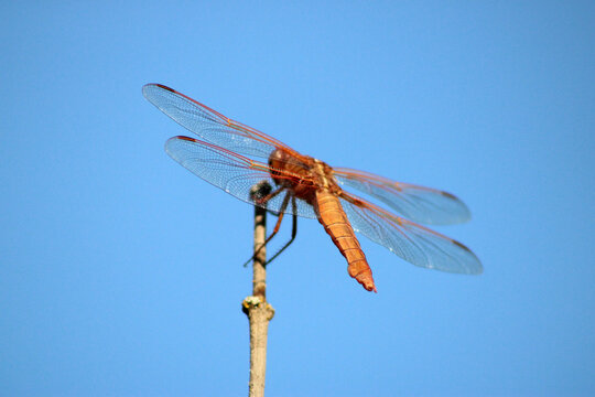 Dragonfly Blue Sky 03