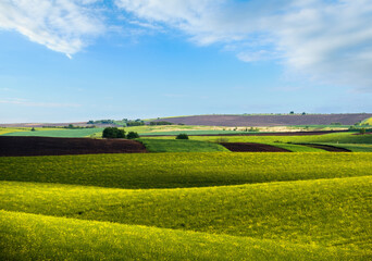 Spring evening view with rapeseed yellow blooming fields in sunlight with cloud shadows. Natural seasonal, good weather, climate, eco, farming, countryside beauty concept.