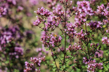 Oregano also known as wild marjoram, is a species of flowering plant in the mint family Lamiaceae.