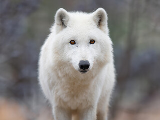 portrait polar wolf on a blurred background