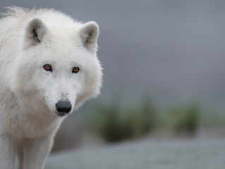 portrait polar wolf on a blurred background