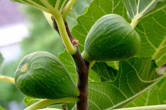 Pair of Common Figs 01