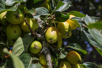 Malus sylvestris, the European crab apple, is a species of the genus Malus, native to Europe. Its...
