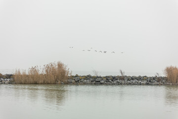 Coast of Lake Balaton, ducks and other birds