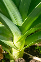 Beautiful And Delicious Leek