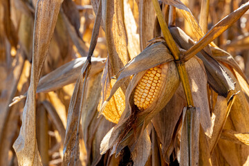 Nubbin corn ear on cornstalk. Harvest yield loss, agriculture and farming concept.
