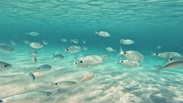 Beautiful looks swim in the clear sea